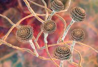 A graphic of fungal spores
