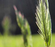 Green shoots