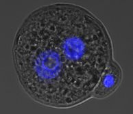 Zygote