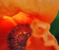 Poppy
