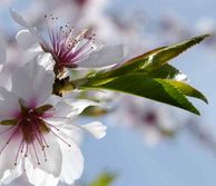 Almond