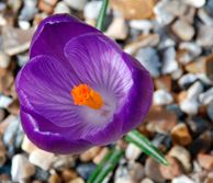 Crocus