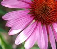 Echinacea