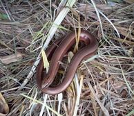 slow worm