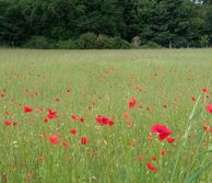 Pound hill field