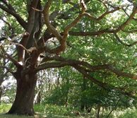 oaks