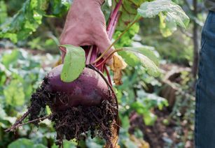 A hand pulling a fresh beet out of the ground