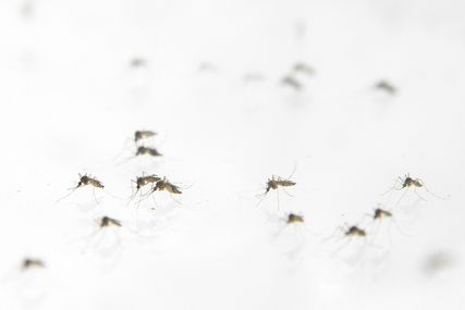 Mosquitoes on netting; Photographer Thomas Angus