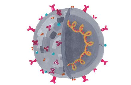 Illustration of a virus particle. Image created by Ash Uruchurtu (Instagram: urutxurtu_) and originally featured in Infectious: Pathogens and How We Fight Them by John Tregoning.