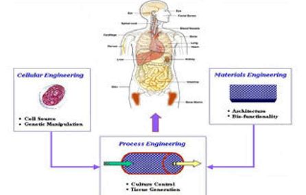 Tissue Engineering