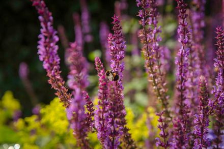 Silwood Park Campus flowers