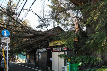 A fallen tree in Japan