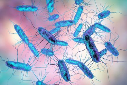 Illustration of Salmonella bacteria - Shutterstock