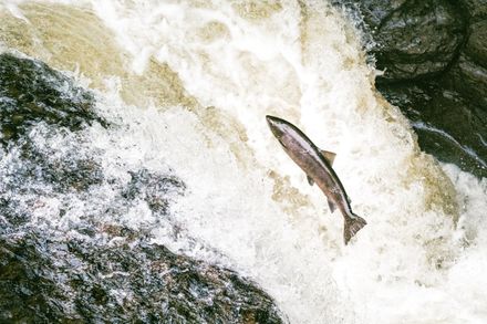 Close up of salmon jumping up a waterfall