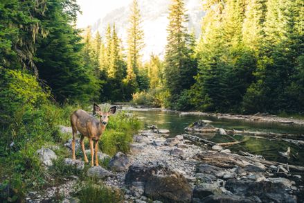 Lone deer in forest by river, surrounded by tall trees