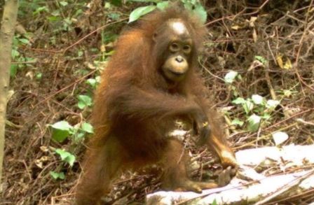 Photo of an orangutan in a forest