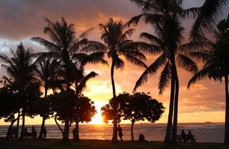Picture of silhouetted palm trees during sunset in Honolulu