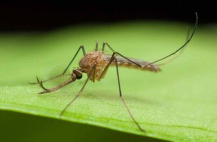 Mosquito Vector Biology