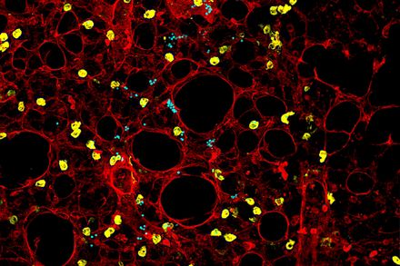 An image of Red Fungus PCLS Aspergillosis Murine