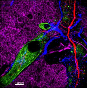 Increased nerve branching in region of accumulated CD90+ cells in the peribronchial region following inflammation