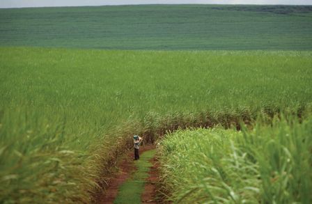 Sugarcane field