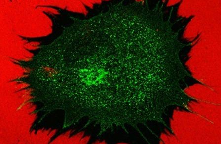 Facility for Imaging by Light Microscopy