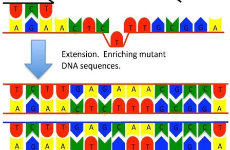 Real Time PCR