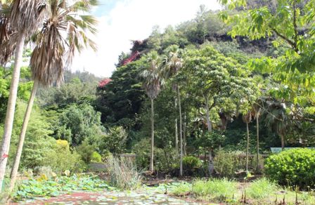 Picture of a jungle in the north of Oahu near Haleiwa