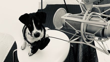 A puppy in front of a microphone