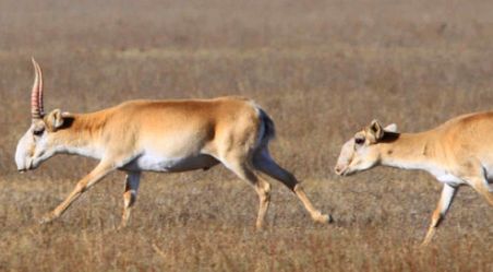 Saiga antelopes running in the wild