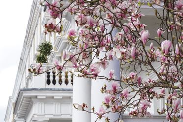 Flat and cherry blossoms