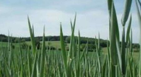 Close up of blades of grass in a field