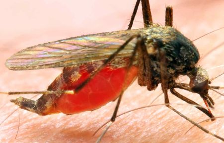 another mosquito
