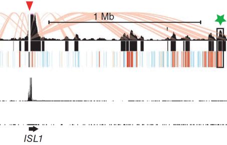 Beta Cell Lab Datasets