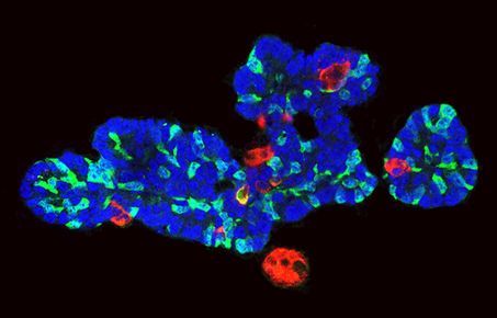 Beta Cell Lab Publications