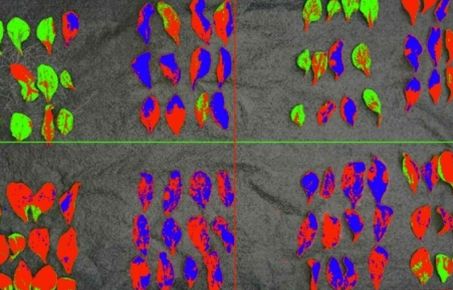 Spectral image of plant leaves showing pathogen and nutrient stress