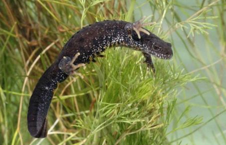 Great crested newt