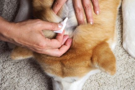 A dog getting a spot-on treatment applied