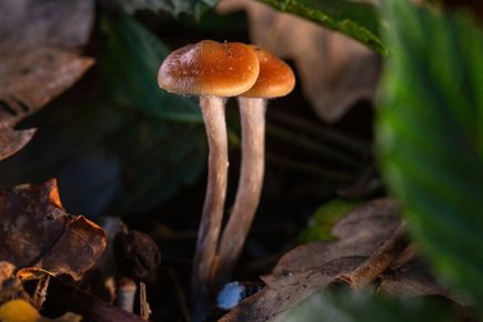 A picture of a mushroom in woodland