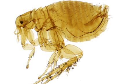 Plague flea