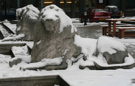 Lions on campus in the snow