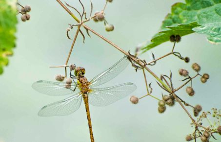 A dragonfly on a branch