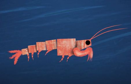 Illustration of krill