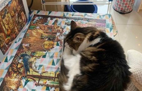 Cat sitting on a jigsaw