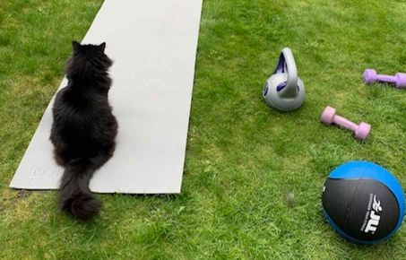 Cat on an exercise mat in the garden