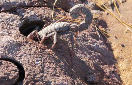 Scorpion crawls into small hole drilled for magnetism research