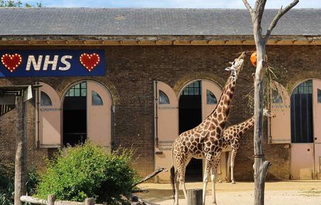 Giraffes at ZSL Londoon Zoo with a Love NHS sign