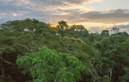 Image of Rainforest for carbon Offsetting