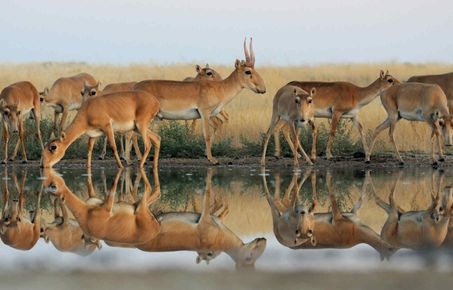 A group of antelope