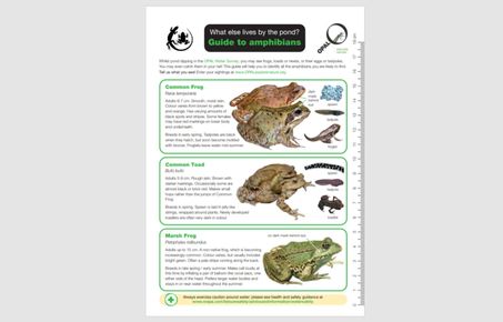 amphibians guide